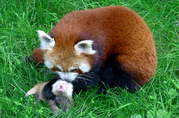 Pandabären im Dortmunder Zoo