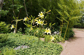 Taglilie im Botanischen Garten Düsseldorf