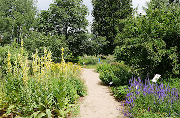 Stauden Botanischer Garten Düsseldorf