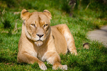 Löwe im Duisburger Zoo