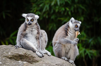 Lemuren im Duisburger Zoo
