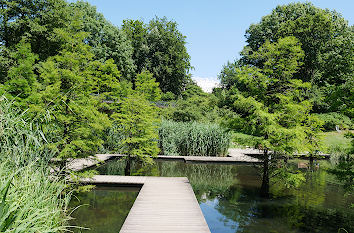 Sumpf im Grugapark Essen