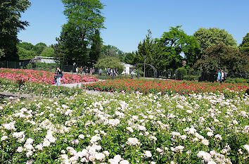 Rosengarten im Grugapark Essen