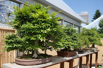 Bonsai im Grugapark in Essen