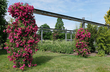 Rosengarten im Nordsternpark