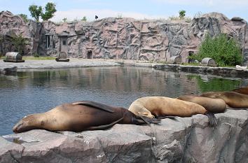 Seerobben in der Zoom Erlebniswelt Gelsenkirchen