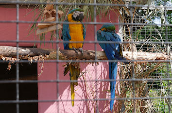 Papageien Vogelinsel Schloss Wittringen