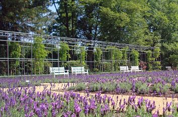 Lavendelgarten Botanischer Garten Gütersloh