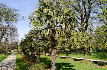 Palmen im Florapark Köln