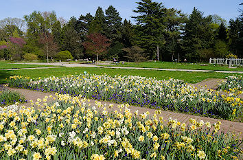 Narzissen Flora Köln