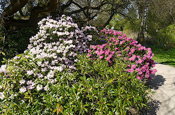 Rhododendren Flora Köln