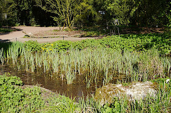 Feuchtbiotop Flora Köln