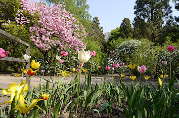 Blütenpracht im Forstbotanischer Garten Köln