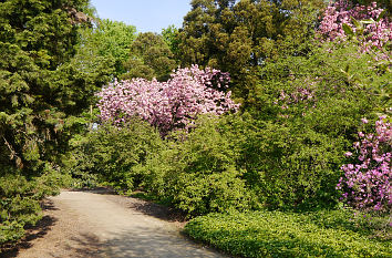 Kirschblüte im Forstbotanischen Garten Köln
