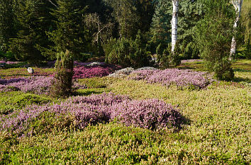 Heidelandschaft Forstbotanischer Garten Köln