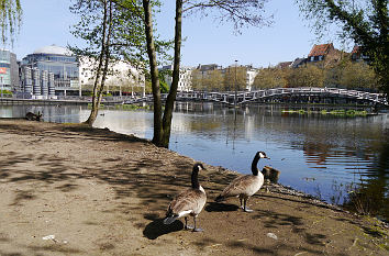 Enten im MediaPark in Köln