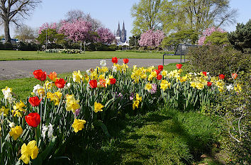 Tulpen und Dom im Rheinpark Köln
