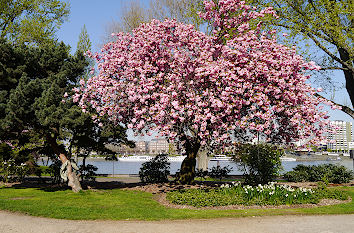 Rheinpark in Köln