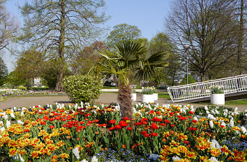 Rheinpark Köln mit Palme