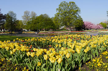 Tulpen im Rheinpark Köln