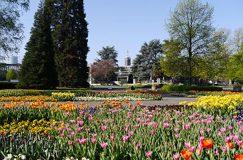 Rheinpark Köln mit Blick zum Tanzbrunnen