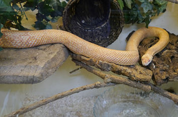 Bullennatter Reptilienzoo Königswinter