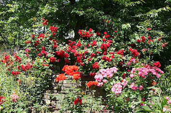 Rosen im Müga-Park in Mülheim an der Ruhr