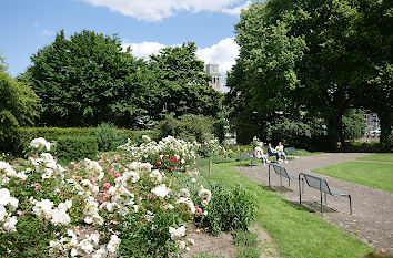 Rosengarten im Müga-Park in Mülheim an der Ruhr