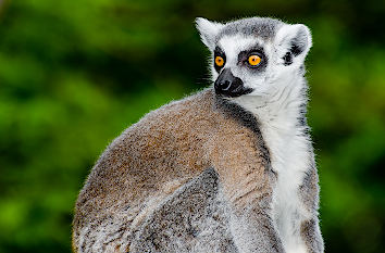 Lemur im Allwetterzoo Münster