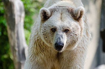 Syrischer Braunbär Allwetterzoo Münster