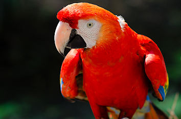 Papagei Allwetterzoo Münster