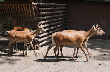 Tiergehege Kaisergarten Oberhausen