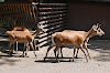 Tiergehege im Kaisergarten Oberhausen