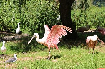 Vogelwelt im Naturzoo in Rheine