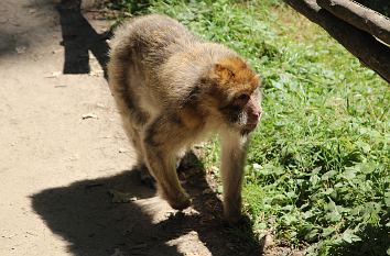 Berberaffe Naturzoo Rheine