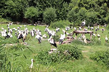 Störche im Naturzoo Rheine