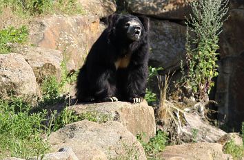 Schwarzbär im Naturzoo Rheine