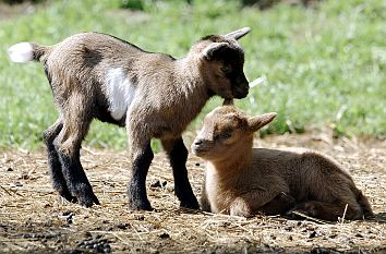 Babyziegen im Eifelpark