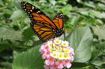 Schmetterling im Schmetterlingsgarten Schloss Sayn