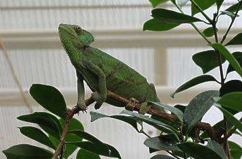 Leguan im Garten der Schmetterlinge