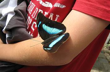 Schmetterling auf Arm