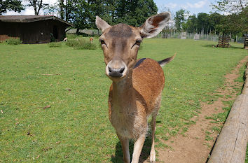 Reh im Wildpark Bad Marienberg