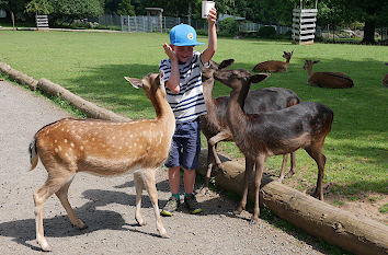 Wildpark Bad Marienberg