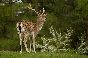 Damhirsch Wildpark Silz