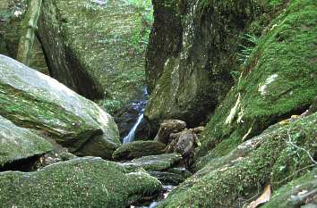 Felsen mit Bach in der Ehrbachklamm im Hunsrück