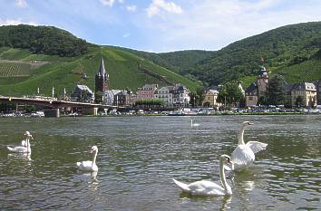 Moselpanorama: Blick von Kues nach Bernkastel