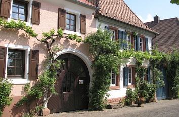 Weinbauernhof mit Ranken in Rhodt unter Rietburg