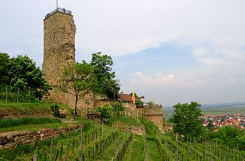 Ruine Wachtenburg in Wachenheim