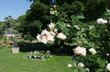 Rose im Rosengarten Zweibrücken