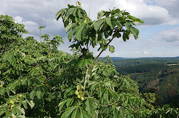 Baumkrone Kastanie an Saarschleife